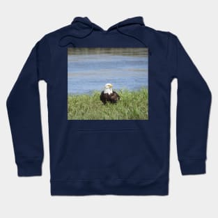 Bald Eagle, Wildlife Gifts, Wild Birds Hoodie